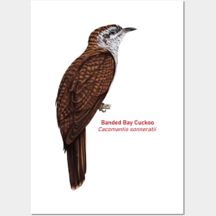 Banded Bay Cuckoo | Cacomantis sonneratii Posters and Art